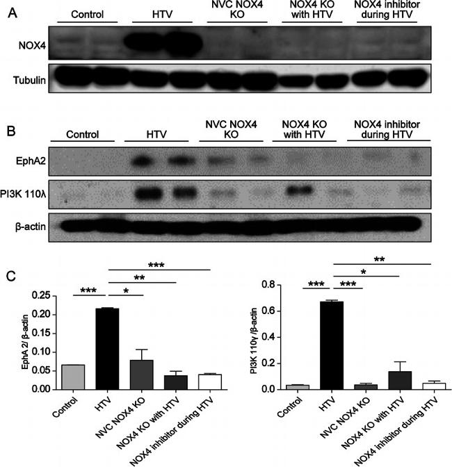 EphA2 Antibody in Western Blot (WB)