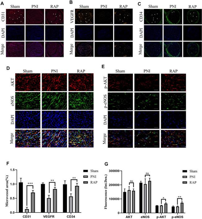 eNOS Antibody in Immunohistochemistry (IHC)