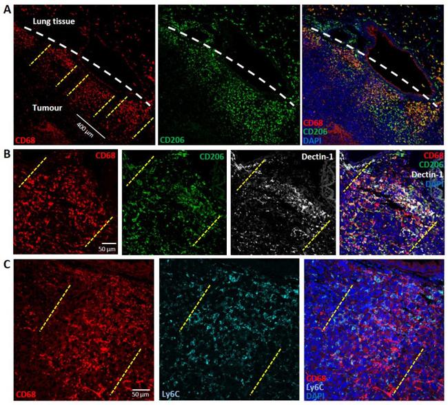 Ly-6C Monoclonal Antibody (ER-MP20) (MA1-81899)