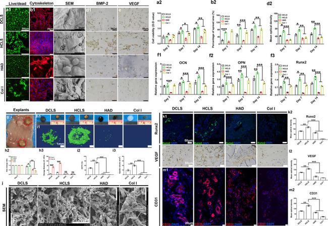 RUNX2 Antibody in Immunohistochemistry (IHC)