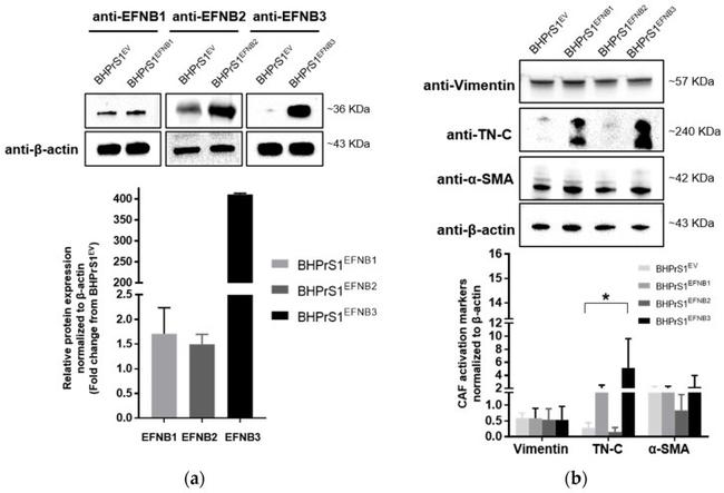 Ephrin B1 Antibody in Western Blot (WB)