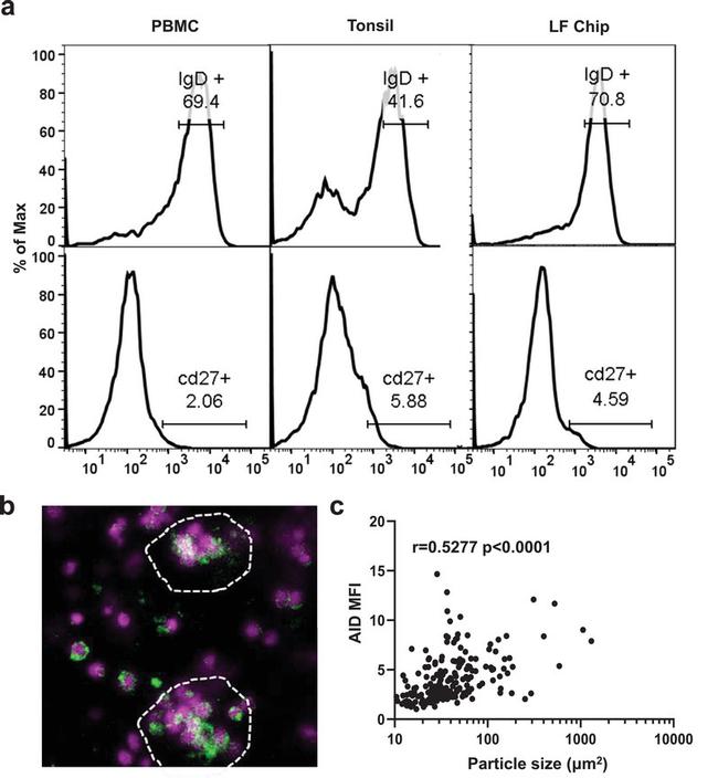 AID Antibody in Immunocytochemistry (ICC/IF)