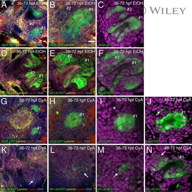 GFP Antibody in Immunohistochemistry (IHC)