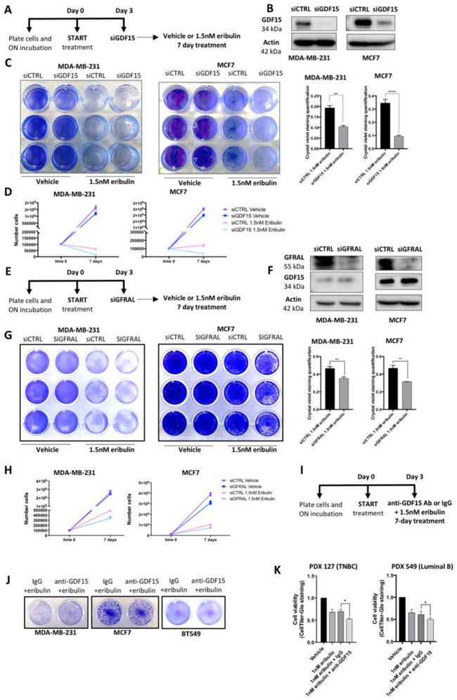 GDF15 Antibody in Inhibition Assays (IA)