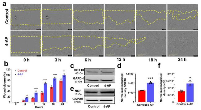 NGF Antibody in Western Blot (WB)