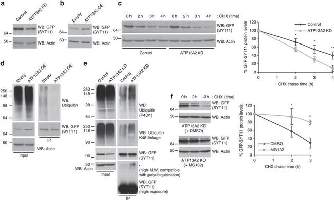 Goat IgG (H+L) Secondary Antibody in Western Blot (WB)