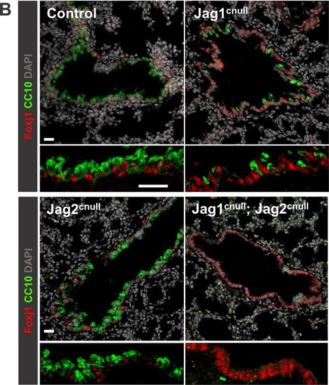 Goat IgG (H+L) Cross-Adsorbed Secondary Antibody in Immunocytochemistry (ICC/IF)