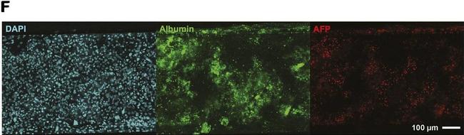 Goat IgG (H+L) Cross-Adsorbed Secondary Antibody in Immunocytochemistry (ICC/IF)