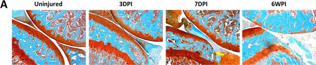 Goat IgG (H+L) Cross-Adsorbed Secondary Antibody in Immunohistochemistry (IHC)