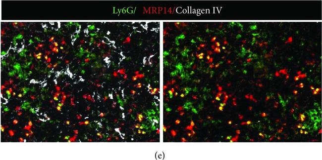 Rat IgG (H+L) Cross-Adsorbed Secondary Antibody in Immunohistochemistry (Frozen) (IHC (F))