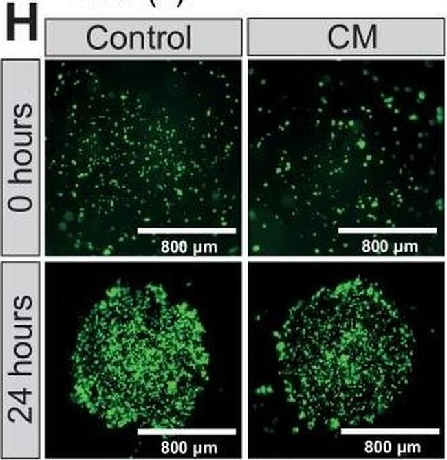 Mouse IgG3 Cross-Adsorbed Secondary Antibody in Immunocytochemistry (ICC/IF)