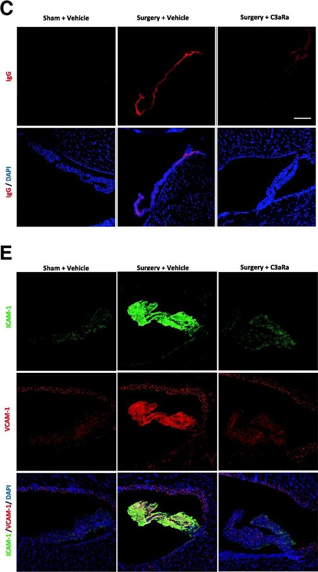 Mouse IgG (H+L) Highly Cross-Adsorbed Secondary Antibody in Immunohistochemistry (PFA fixed) (IHC (PFA))