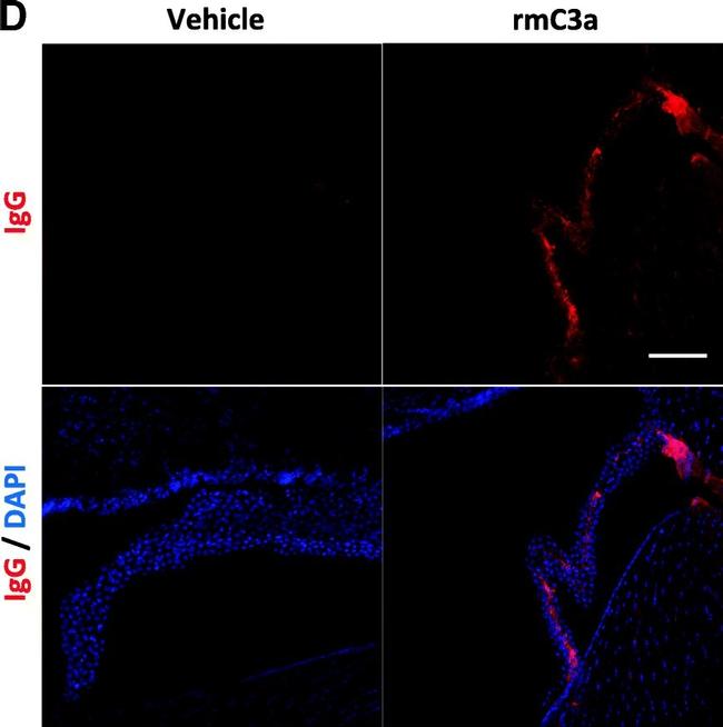 Mouse IgG (H+L) Highly Cross-Adsorbed Secondary Antibody in Immunohistochemistry (PFA fixed) (IHC (PFA))