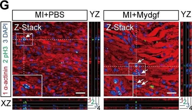 Mouse IgG (H+L) Highly Cross-Adsorbed Secondary Antibody in Immunohistochemistry (IHC)