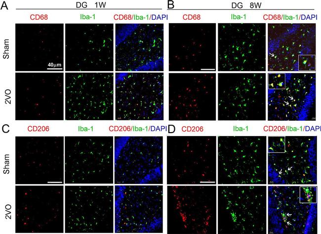 Mouse IgG (H+L) Highly Cross-Adsorbed Secondary Antibody in Immunohistochemistry (Frozen) (IHC (F))