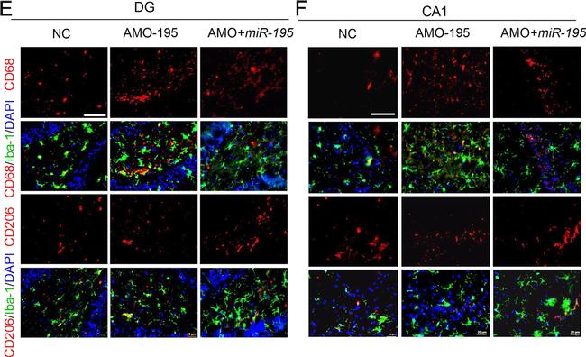 Mouse IgG (H+L) Highly Cross-Adsorbed Secondary Antibody in Immunohistochemistry (Frozen) (IHC (F))