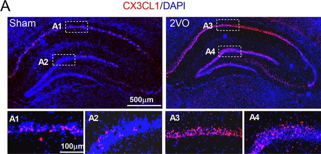 Mouse IgG (H+L) Highly Cross-Adsorbed Secondary Antibody in Immunohistochemistry (Frozen) (IHC (F))