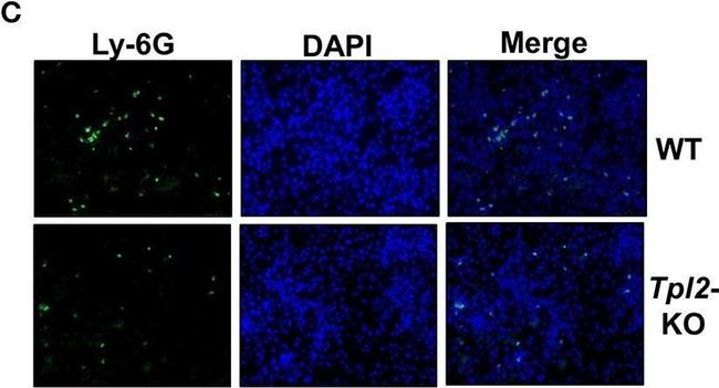 Rat IgG (H+L) Cross-Adsorbed Secondary Antibody in Immunocytochemistry (ICC/IF)