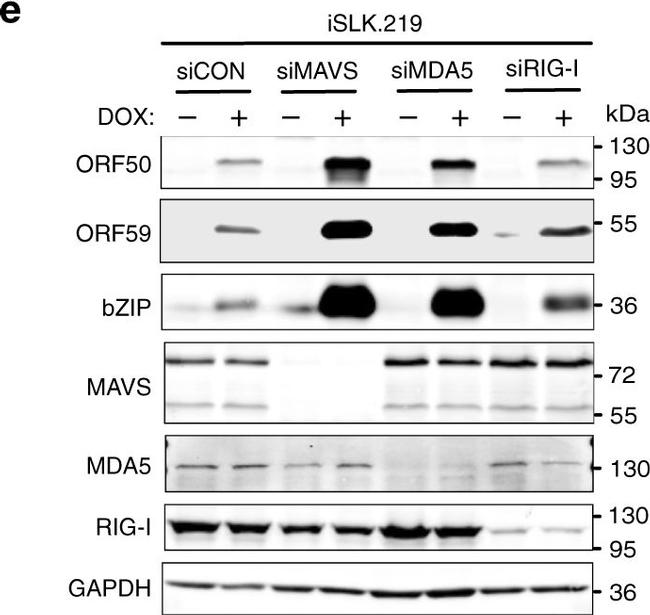 Goat Anti-Mouse IgG (H+L) Secondary Antibody, Cy3 Conjugated