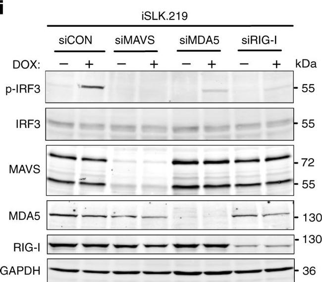 Goat Anti-Mouse IgG (H+L) Secondary Antibody, Cy3 Conjugated