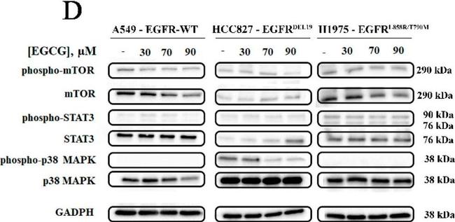 Rabbit IgG (H+L) Secondary Antibody in Western Blot (WB)