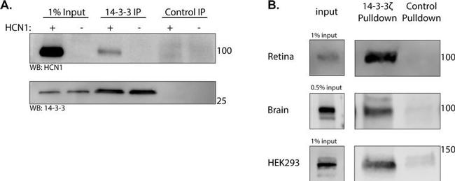 Mouse IgG (H+L) Secondary Antibody in Western Blot (WB)