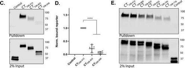 Mouse IgG (H+L) Secondary Antibody in Western Blot (WB)