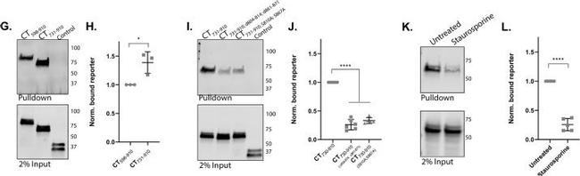 Mouse IgG (H+L) Secondary Antibody in Western Blot (WB)