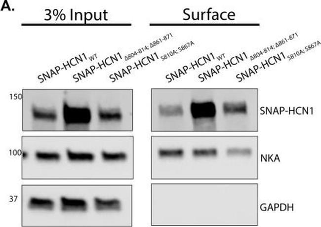 Mouse IgG (H+L) Secondary Antibody in Western Blot (WB)