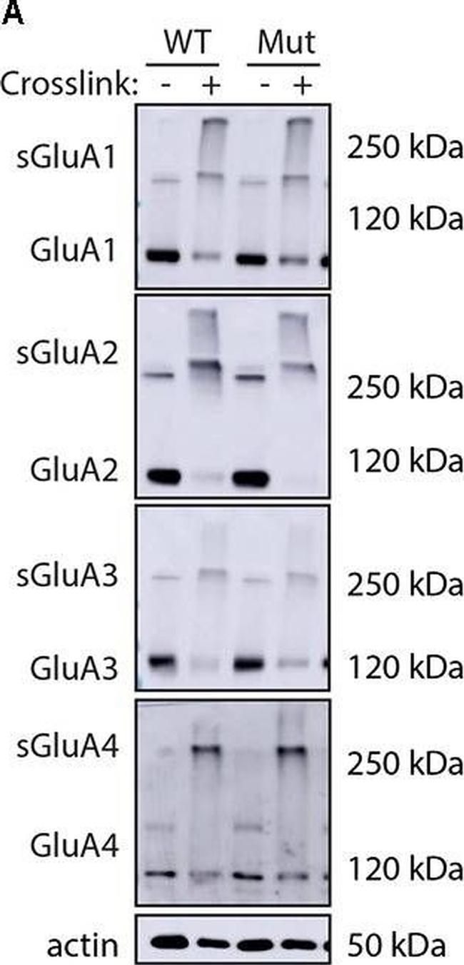 Goat IgG (H+L) Secondary Antibody in Western Blot (WB)