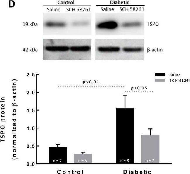 Goat IgG (H+L) Secondary Antibody in Western Blot (WB)