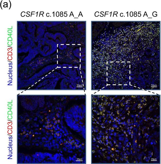 Mouse IgG (H+L) Highly Cross-Adsorbed Secondary Antibody in Immunohistochemistry (Paraffin) (IHC (P))