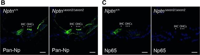 Sheep IgG (H+L) Cross-Adsorbed Secondary Antibody in Immunohistochemistry (IHC)