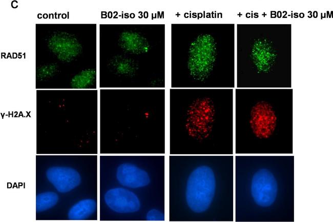 Mouse IgG1 Cross-Adsorbed Secondary Antibody in Immunocytochemistry (ICC/IF)