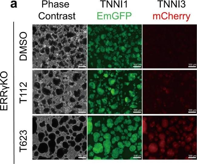 Goat anti-Rabbit IgG (H+L) Highly Cross-Adsorbed, Alexa Fluor™ 546 