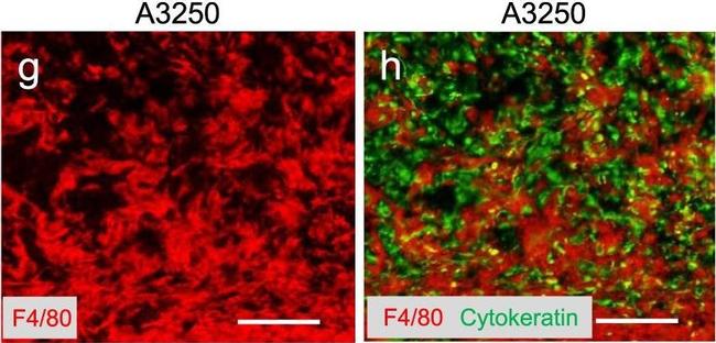 Goat anti-Rat IgG (H+L) Cross-Adsorbed, Alexa Fluor™ 555 (A-21434)