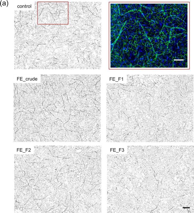 Goat IgG (H+L) Cross-Adsorbed Secondary Antibody in Immunocytochemistry (ICC/IF)