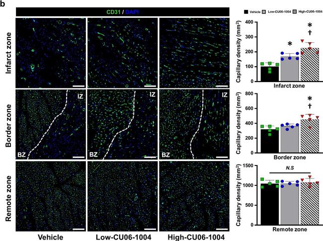 Goat IgG (H+L) Cross-Adsorbed Secondary Antibody in Immunohistochemistry (IHC)