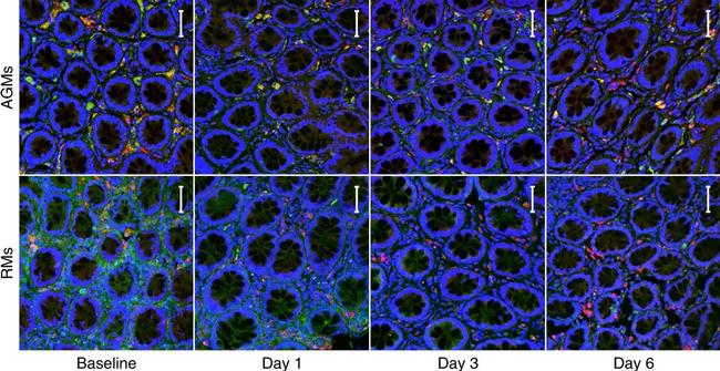 Mouse IgM (Heavy chain) Cross-Adsorbed Secondary Antibody in Immunohistochemistry (Paraffin) (IHC (P))