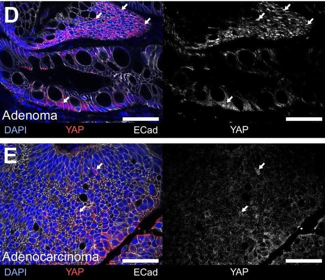 Goat anti-Rabbit IgG (H+L) Highly Cross-Adsorbed, Alexa Fluor™ 633