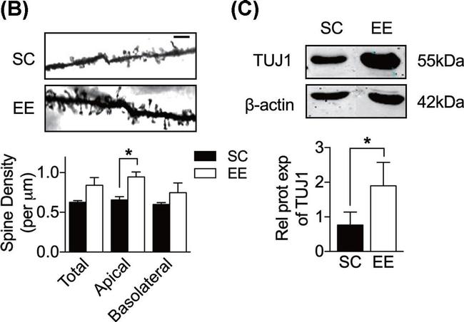 Rabbit IgG (H+L) Highly Cross-Adsorbed Secondary Antibody in Western Blot (WB)