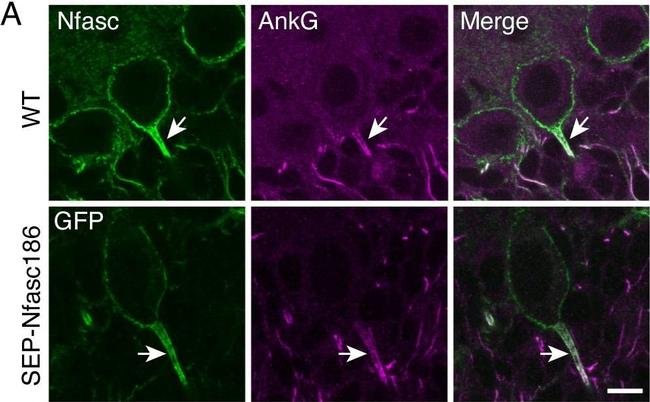 Goat anti-Mouse IgG2a Cross-Adsorbed, Alexa Fluor™ 488 (A-21131)