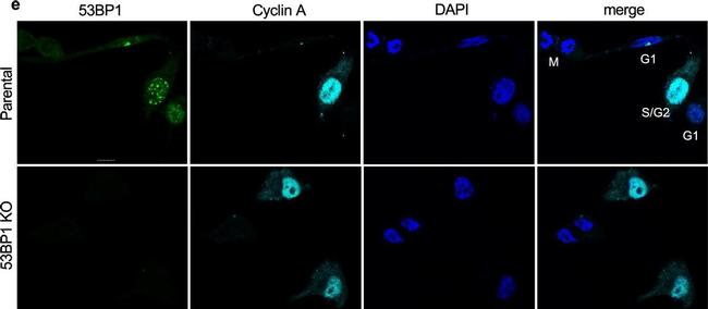 Rat IgG (H+L) Cross-Adsorbed Secondary Antibody in Immunocytochemistry (ICC/IF)