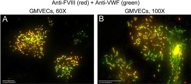 Immuno Gold Rabbit-anti-Chicken, IgG