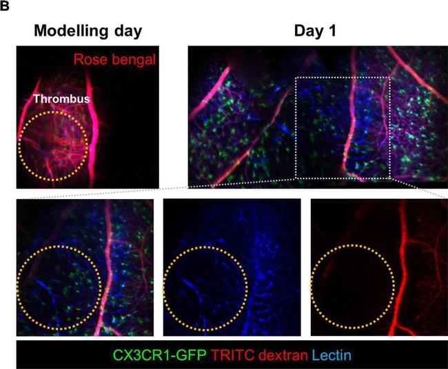 Goat anti-Rat IgG (H+L) Cross-Adsorbed, Alexa Fluor™ 555 (A-21434)