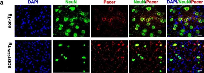 Goat anti-Rabbit IgG (Heavy chain), Alexa Fluor™ 488 (A27034)