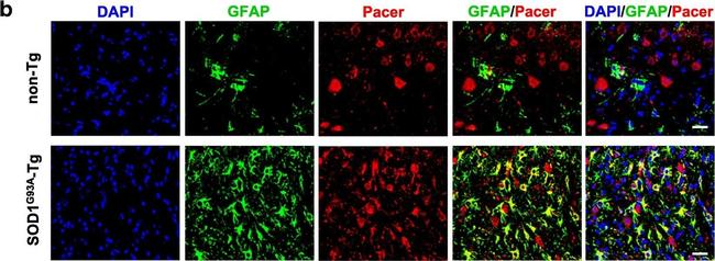 Goat anti-Rabbit IgG (Heavy chain), Alexa Fluor™ 488 (A27034)