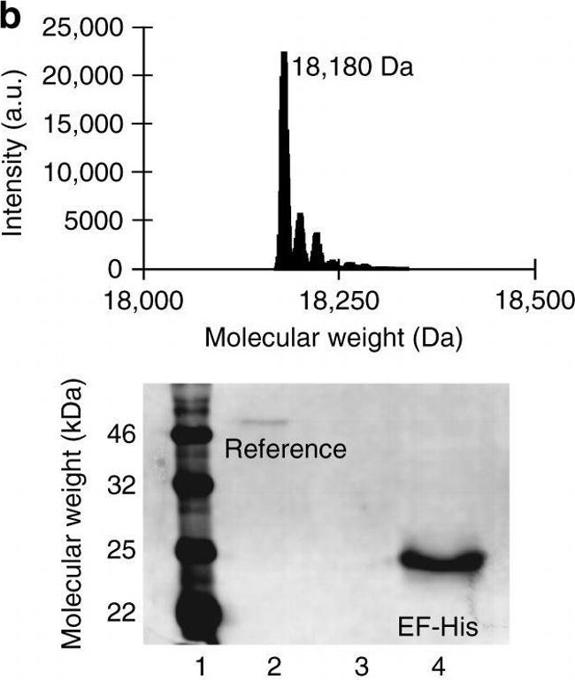 Goat Anti-Mouse IgG (H+L) Secondary Antibody, Cy3 Conjugated