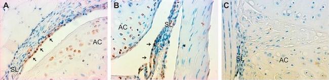 Rabbit IgG Isotype Control in Immunohistochemistry (Paraffin) (IHC (P))