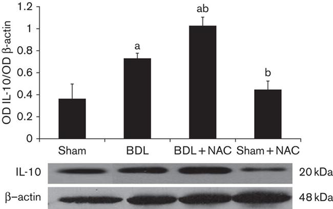 IL-10 Antibody in Western Blot (WB)